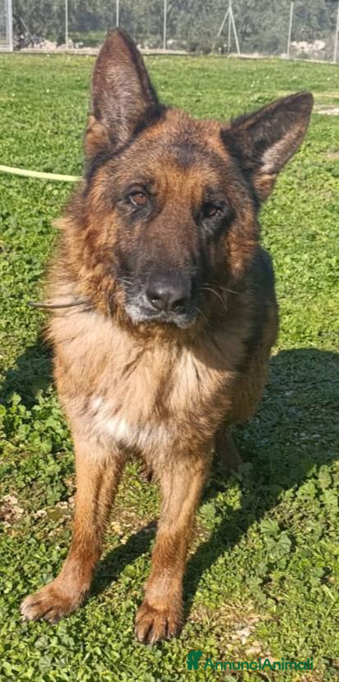Pastore Tedesco cani in regalo: MIKE pastore tedesco educato e affettuoso a Provincia di Alessandria - Immagine 13