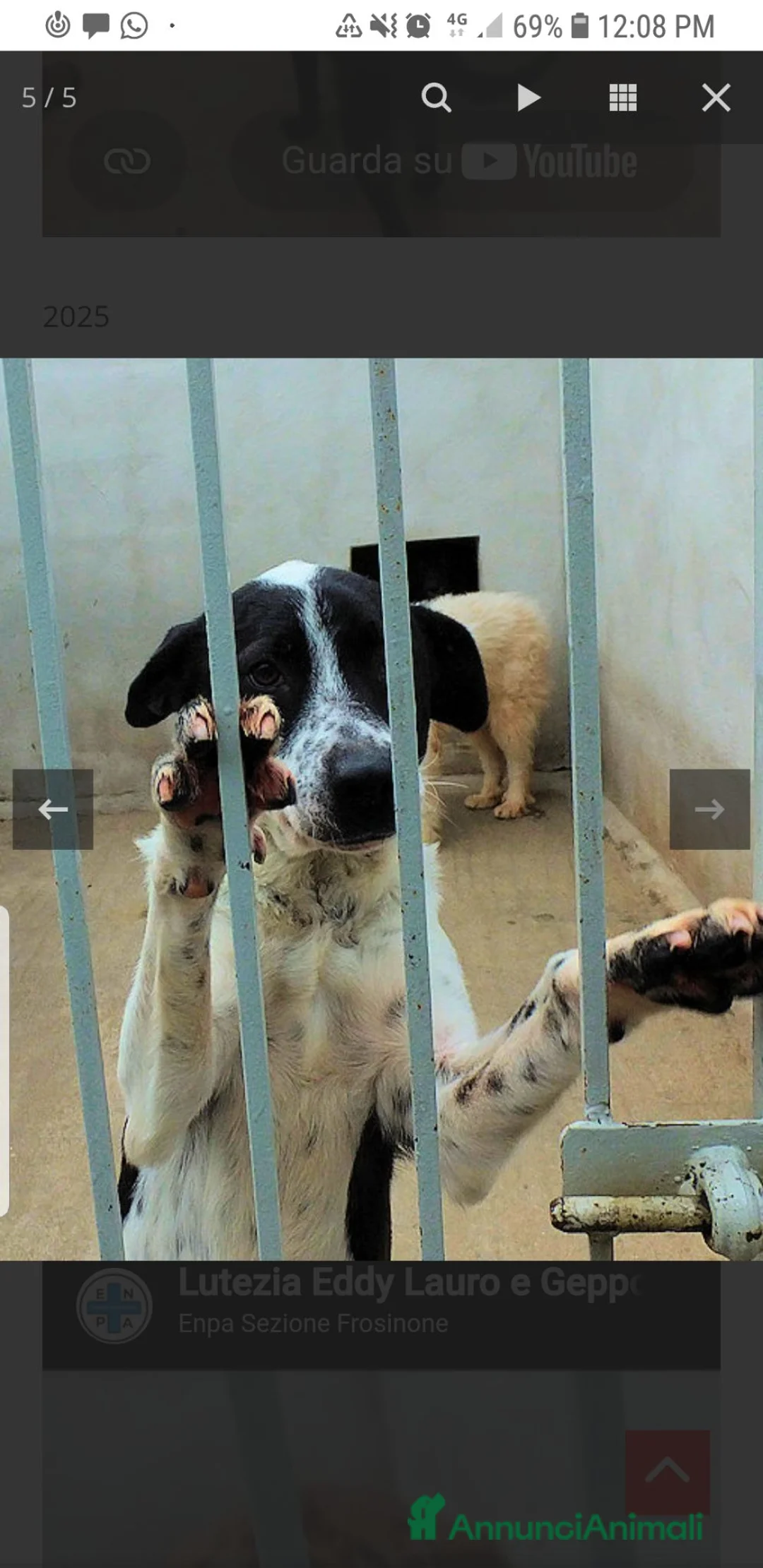 Meticcio cani in regalo: Eddy bellissimo a Città Metropolitana di Firenze - Annuncio 3
