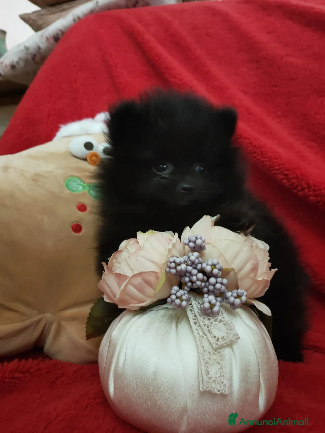 Volpino Pomerania cani in vendita: Splitz di Pomerania  - Annuncio 5