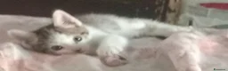 Altre razze gatti in vendita: Calico - Annuncio 2