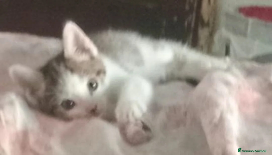 Altre razze gatti in vendita: Calico - Annuncio 2