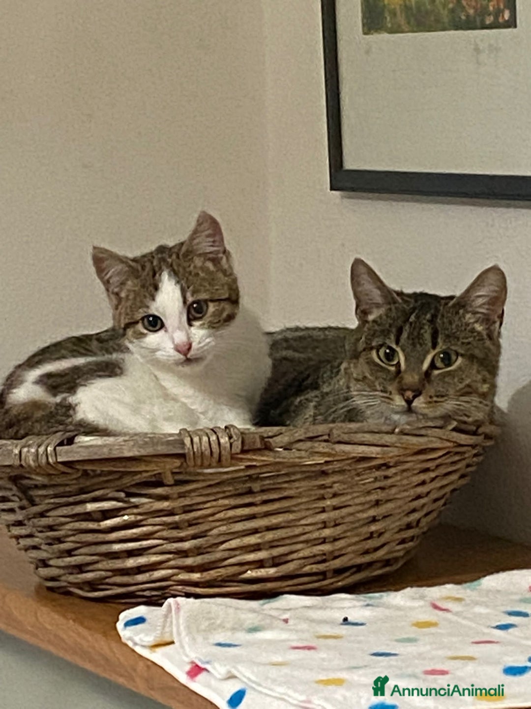 Meticcio gatti in regalo: Mamma gatta e coccola di mamma - Annuncio 1