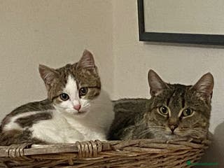 Meticcio gatti Mamma gatta e coccola di mamma - Annuncio 11