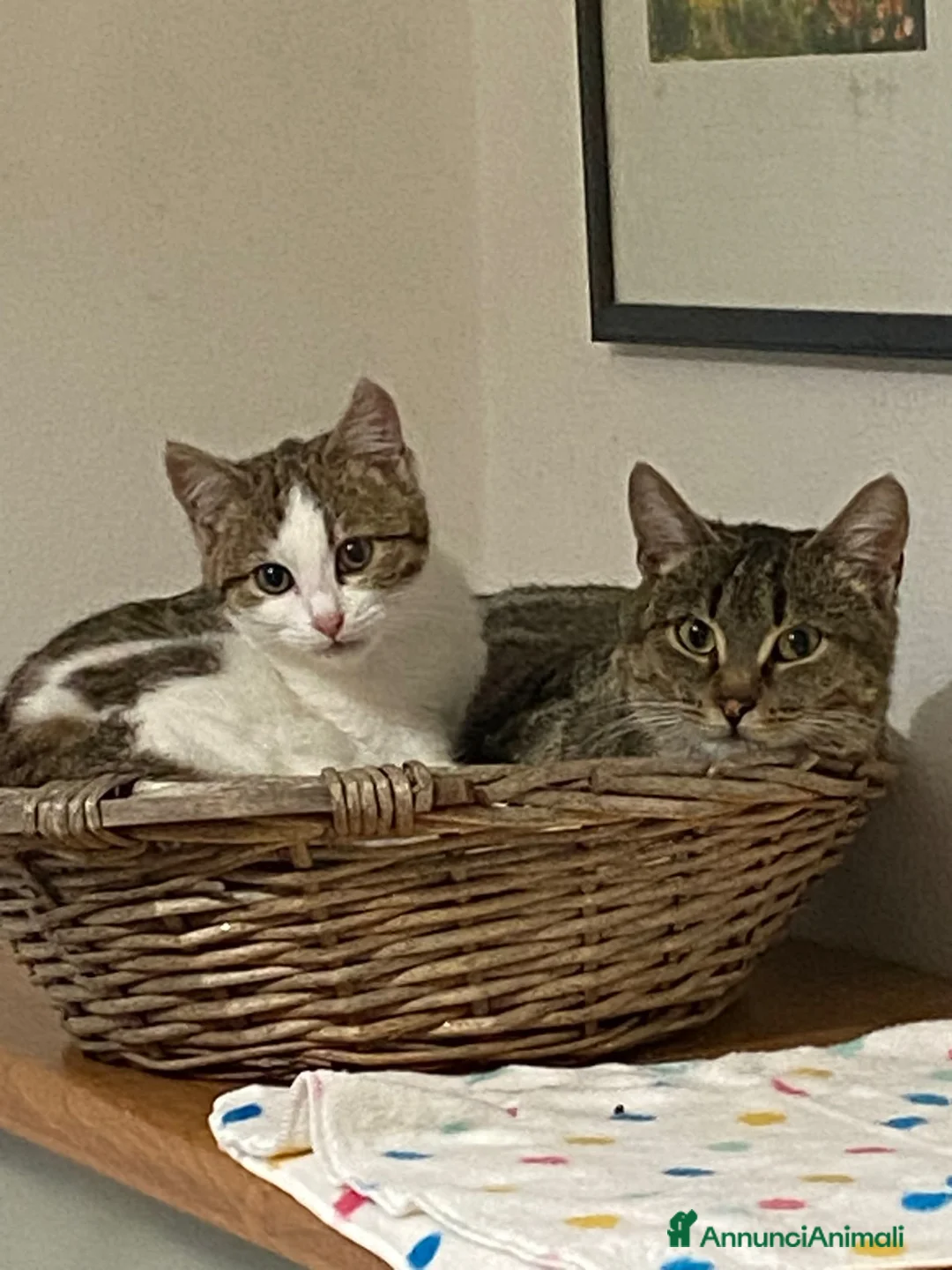 Meticcio gatti in regalo: Mamma gatta e coccola di mamma - Annuncio 1