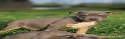 Pitbull cani in vendita: Cuccioli Pit Bull con Pedigree anche a rate  - Annuncio 23