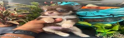 Chihuahua cani in vendita: maschietto chihuahua pelo lungo pedigree enci  - Annuncio 3