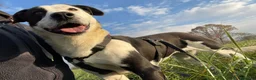Meticcio cani in regalo: Tequila: taglia grande, cerca adozione o stallo  - Annuncio 8