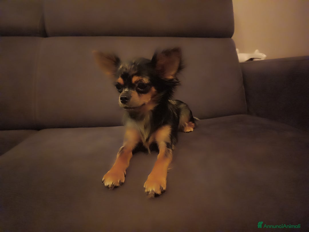 Chihuahua cani in vendita: Chihuahua femmina Merle pelo lungo  - Annuncio 3