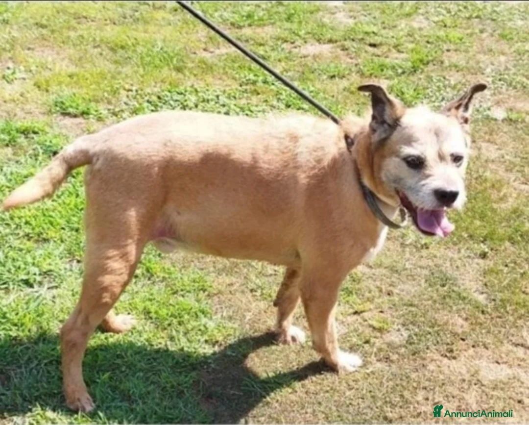 Meticcio cani in regalo: 10anni tg media rimasto solo 1anno fa..PAVIA SOS  a Città metropolitana di Milano - Annuncio 1