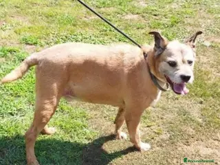 Meticcio cani 10anni tg media rimasto solo 1anno fa..PAVIA SOS a Città metropolitana di Milano - Annuncio 8