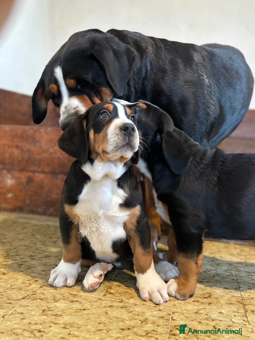 Grande Bovaro Svizzero cani in vendita: Disponibili cuccioli di grande bovaro svizzero - Annuncio 12