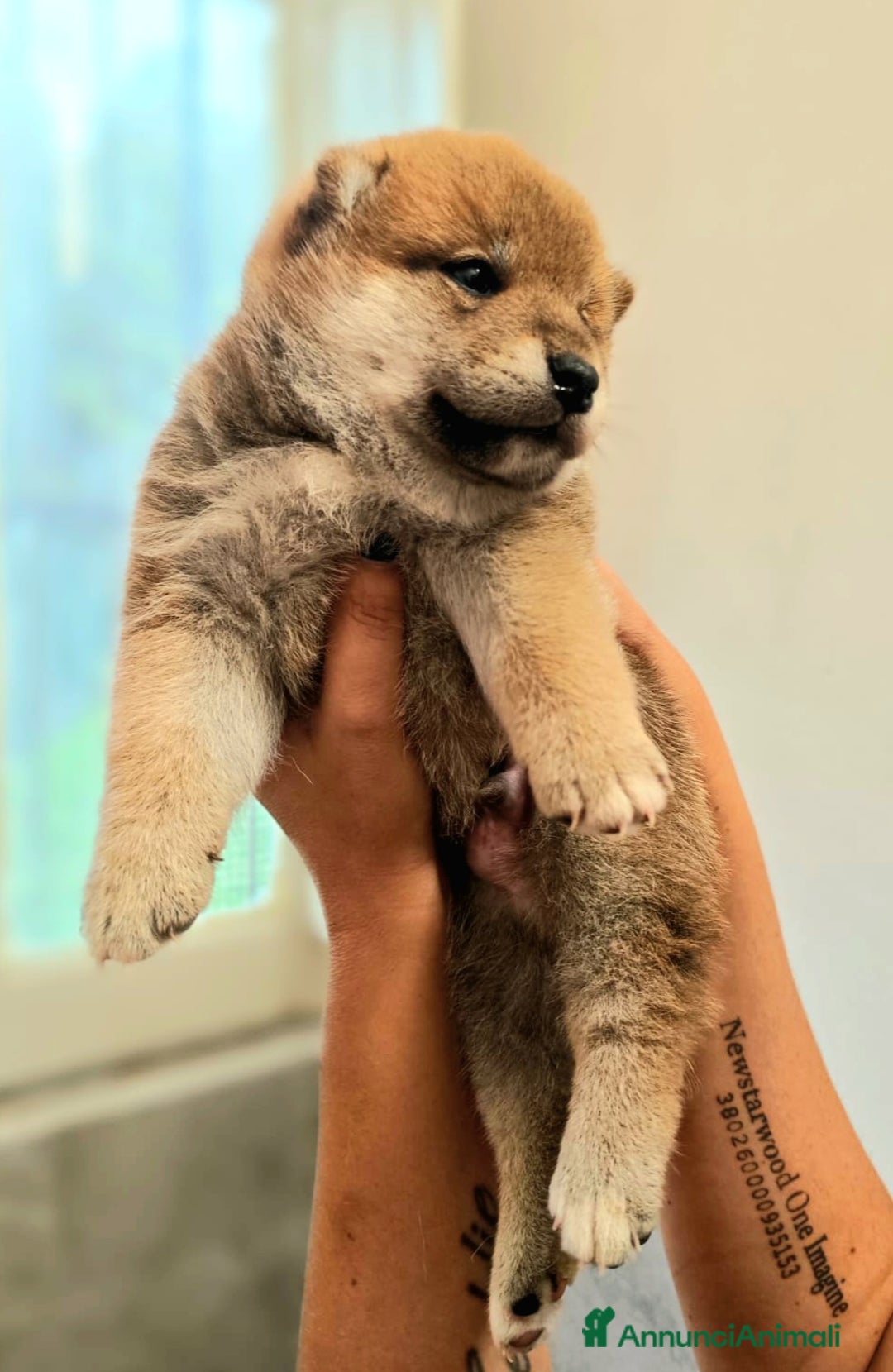 Shiba Inu cani in vendita: SHIBA INU CUCCIOLI  - Annuncio 2