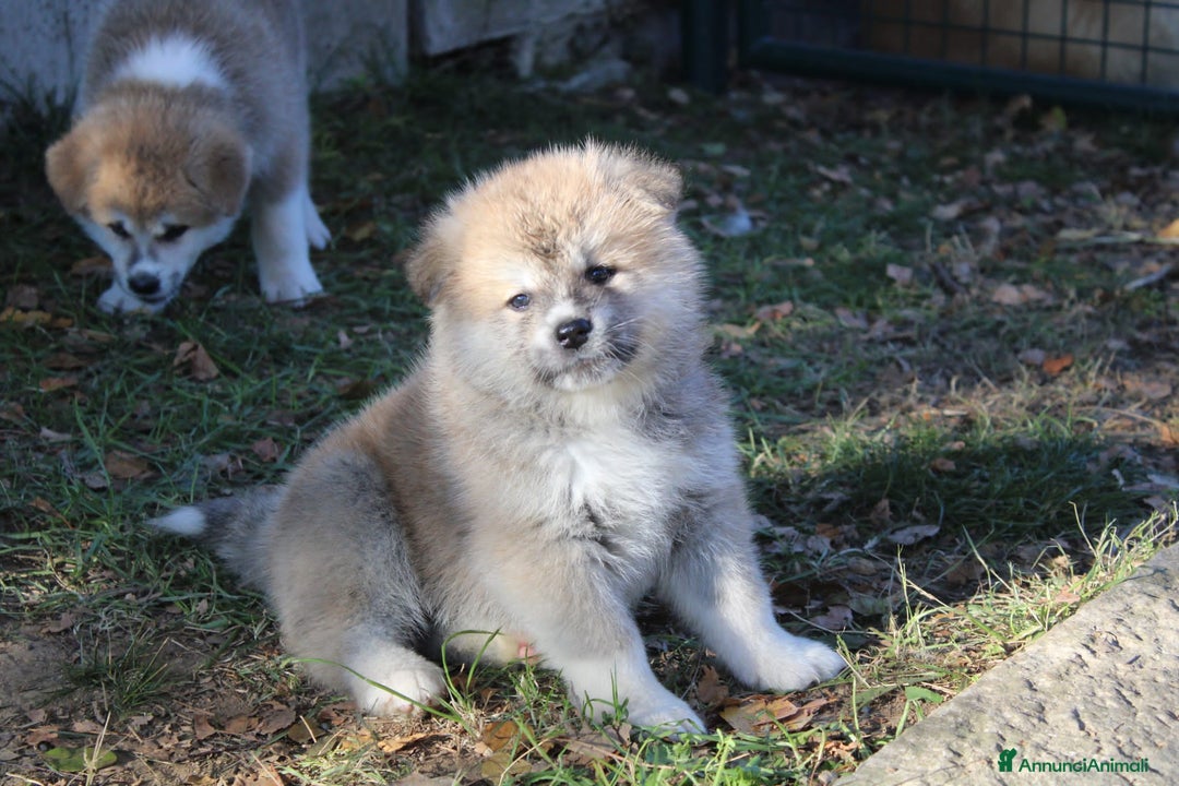 Akita Inu cani in vendita: Cuccioli di AKITA LOMBARDIA  - Annuncio 14
