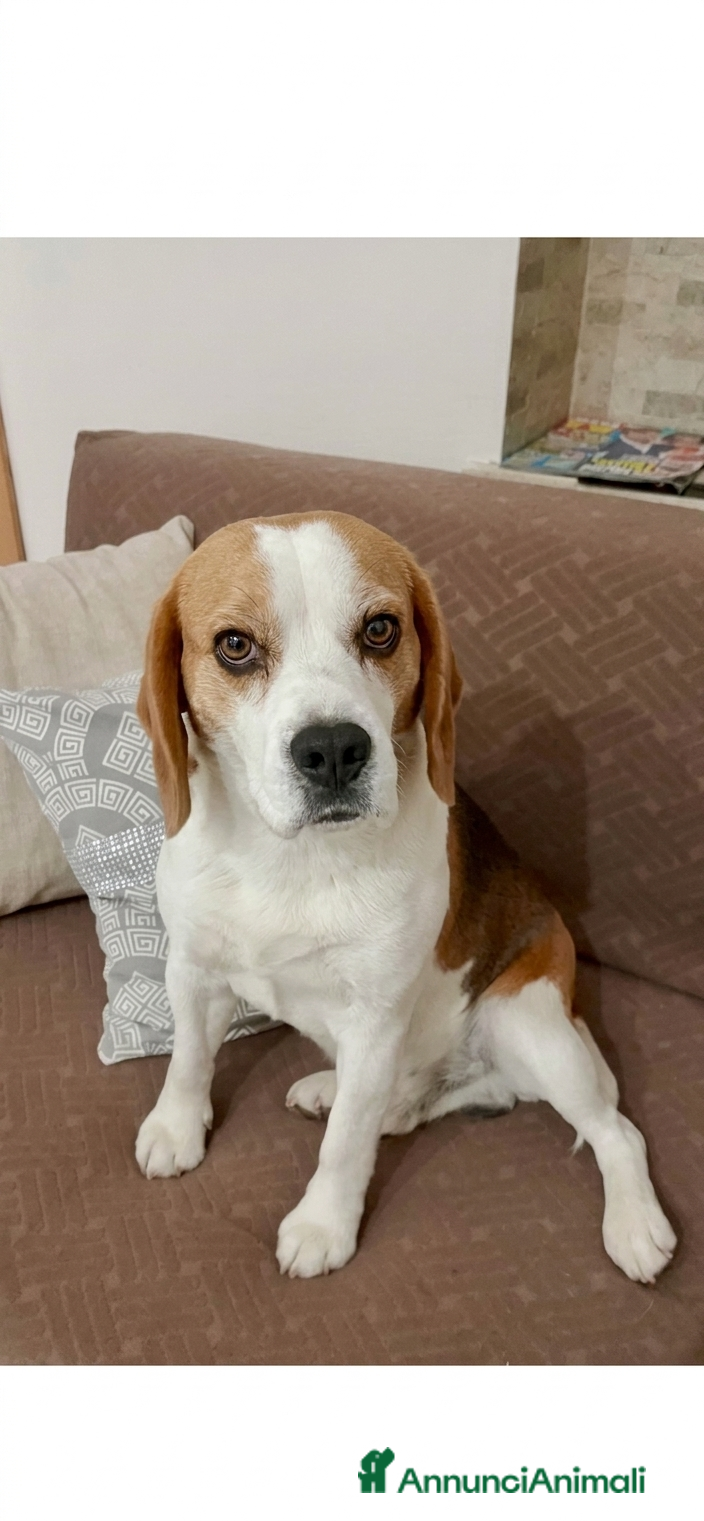 Beagle cani Bailey - Annuncio 1