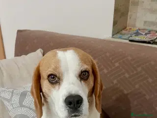 Beagle cani Bailey - Annuncio 1