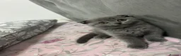 Scottish gatti in vendita: Scottish Fold  - Annuncio 4