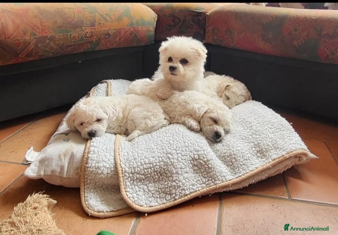 Bichon cani in vendita: Cucciole di bichon frisè  - Annuncio 1