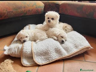 Bichon cani Cucciole di bichon frisè - Annuncio 3