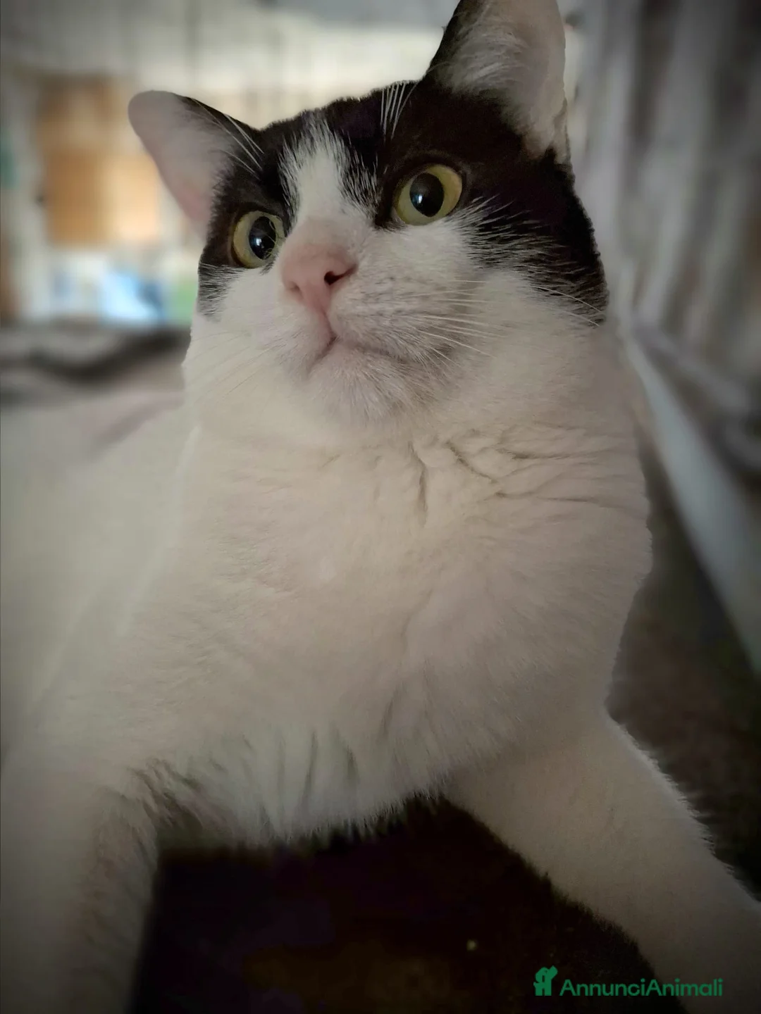 Meticcio gatti in regalo: Achille - Annuncio 2