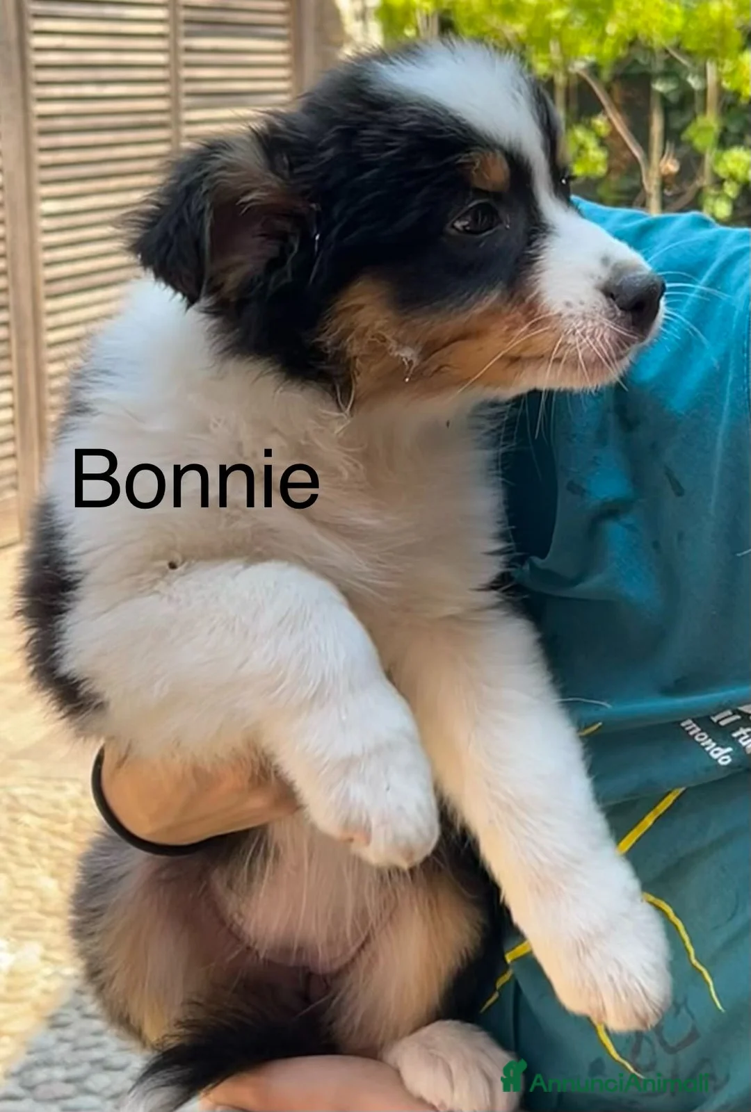 Australian Shepherd cani in vendita: Cuccioli Australian Shepherd - Annuncio 2