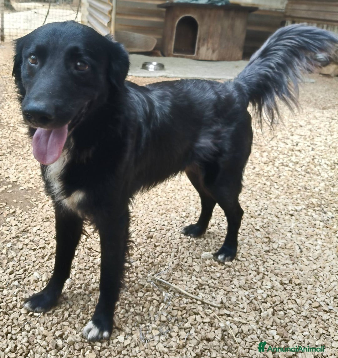 Meticcio cani in regalo: Sansone cagnolino speciale adatto a tutti - Annuncio 6