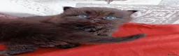 British gatti in vendita: British chocolate con pedigree  - Annuncio 2