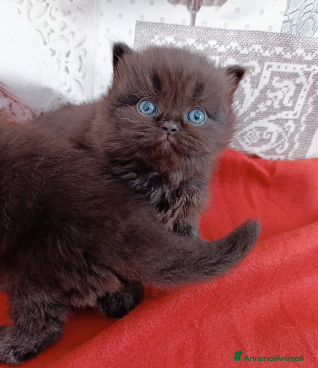 British gatti in vendita: British chocolate con pedigree  - Annuncio 2