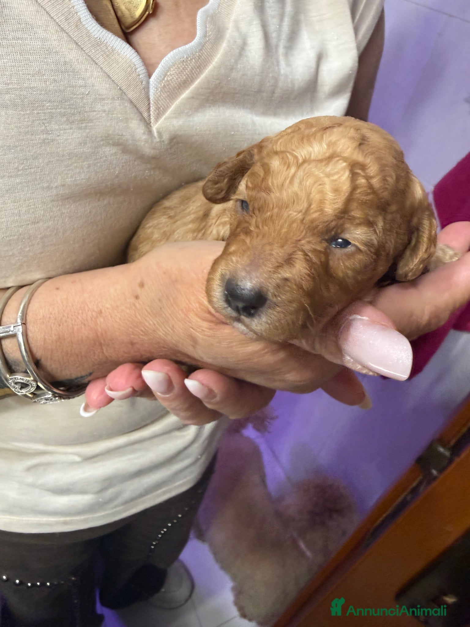 Barboncino Toy cani in vendita: Cucciolata barboncini  - Annuncio 1