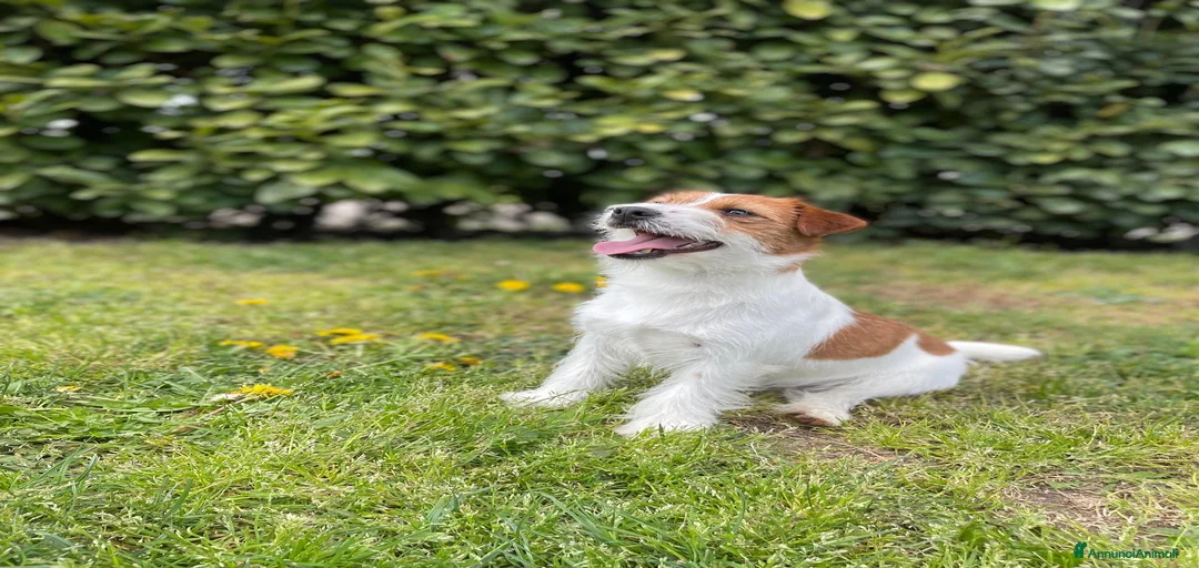 Immagine della galleria {{count}}