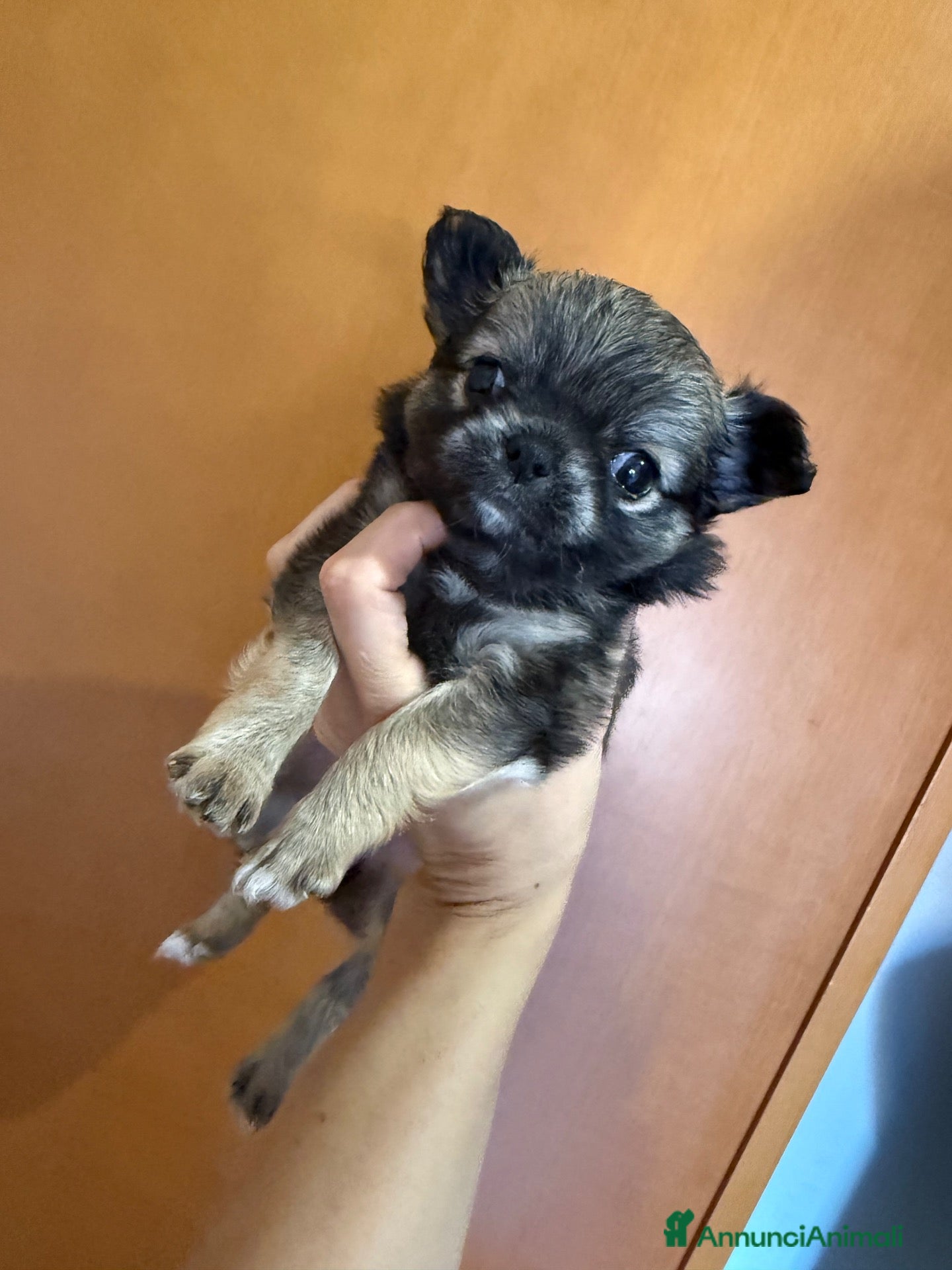 Chihuahua cani in vendita: Cuccioli chihuahua  - Annuncio 4