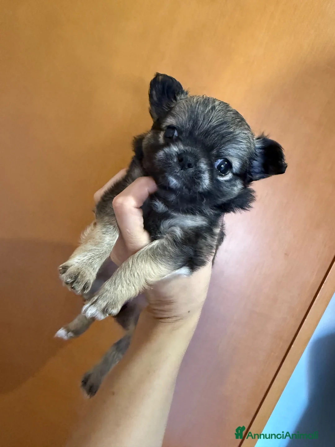Chihuahua cani in vendita: Cuccioli chihuahua  - Annuncio 1