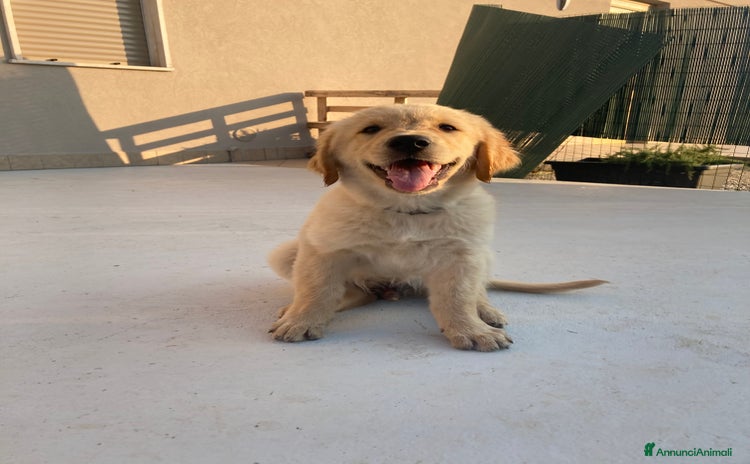 Golden Retriever cani a Provincia di Vicenza - Annuncio 3
