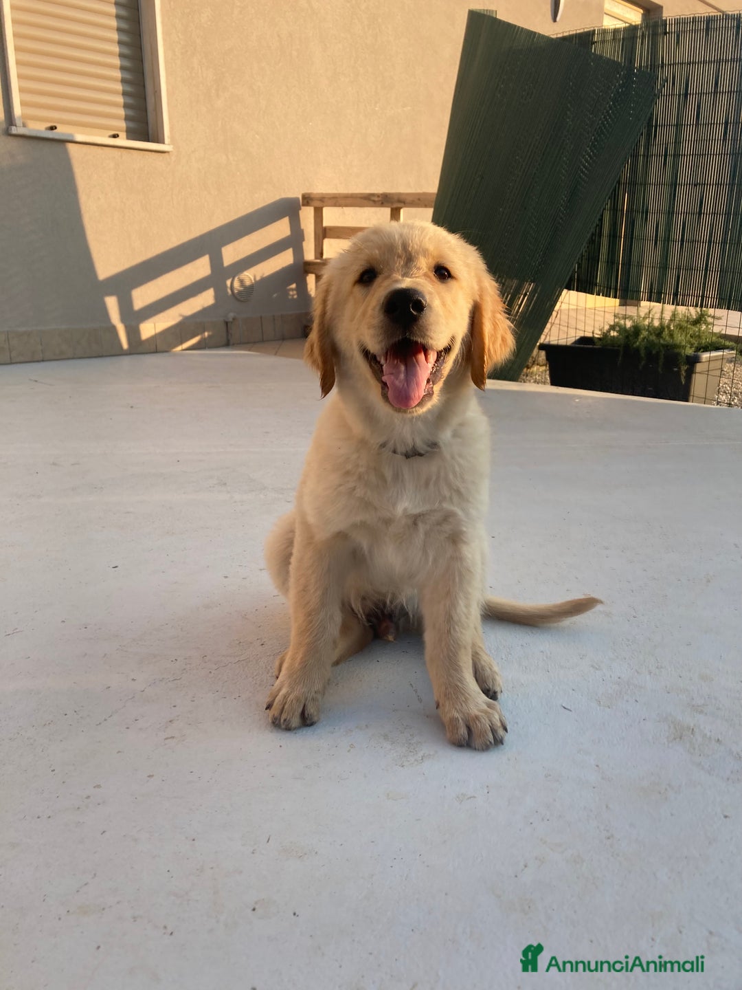Golden Retriever cani in vendita: Cuccioli Golden Retriever  a Provincia di Vicenza - Immagine 1