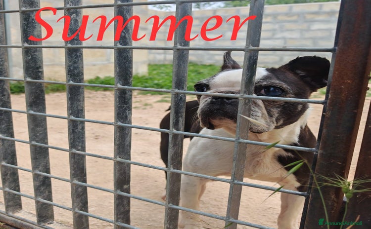 Boston Terrier cani a Provincia di Monza e della Brianza - Annuncio 7