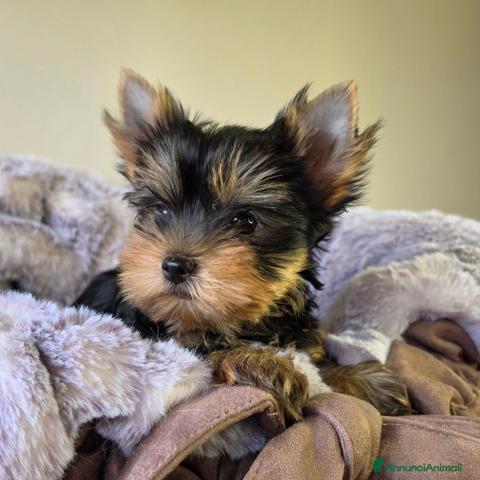 Yorkshire cani Cuccioli di Yorkshire Terrier  - Annuncio 2