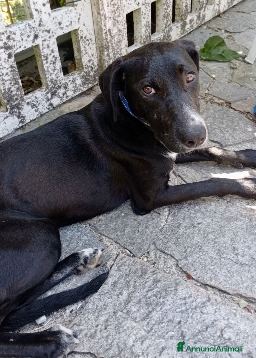 Meticcio cani Mercoledi - Annuncio 22