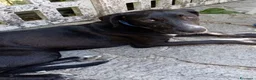Meticcio cani in regalo: Mercoledi - Annuncio 1