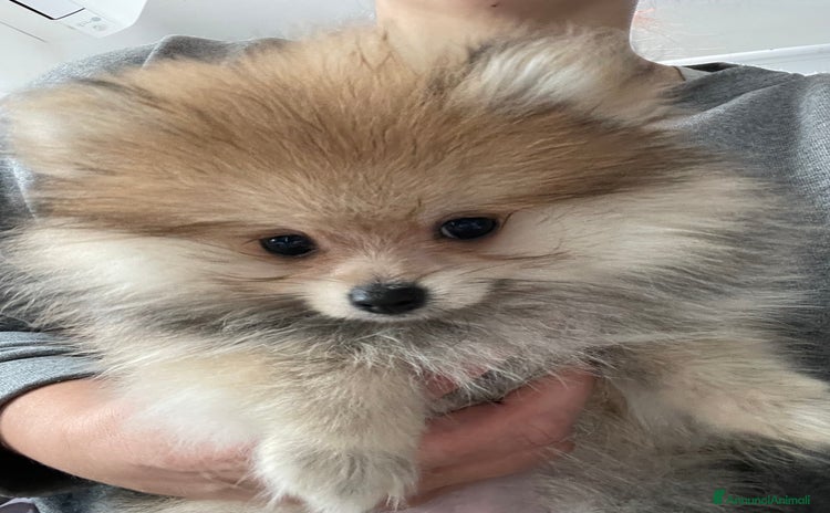 Volpino Pomerania cani - Annuncio 4