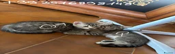 Europeo gatti in regalo: GATTINI IN REGALO a Provincia di Parma - Annuncio 5