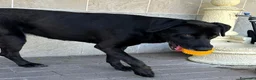 Meticcio cani in regalo: ELIJA DOLCE LABRADOR - Annuncio 9