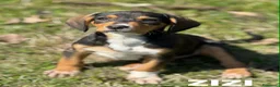 Meticcio cani in regalo: 5 CUCCIOLI simpaticissimi e coccoloni in canile! - Annuncio 9