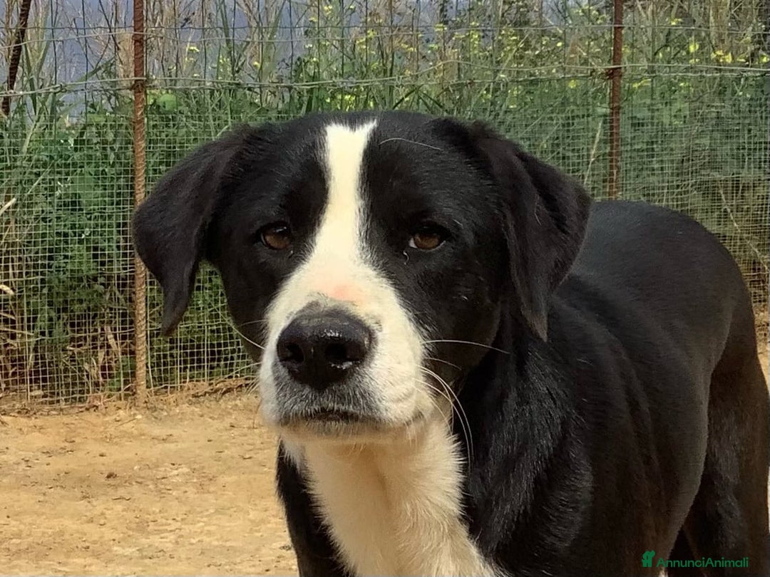 Meticcio cani in regalo: Leo giovane cagnolone in cerca di casa  a Città metropolitana di Milano - Annuncio 2