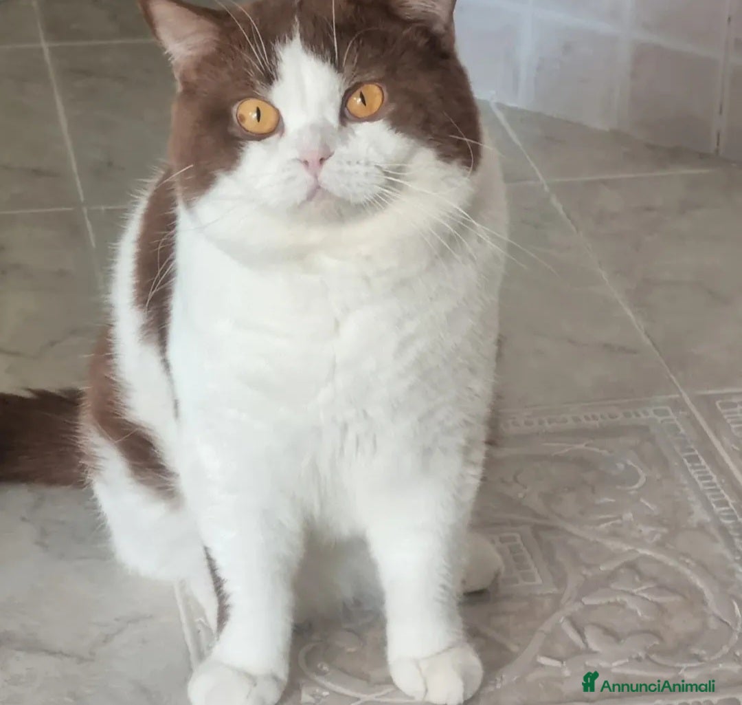 British gatti British shorthair  - Annuncio 1