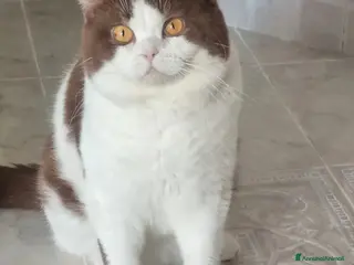 British gatti British shorthair - Annuncio 1