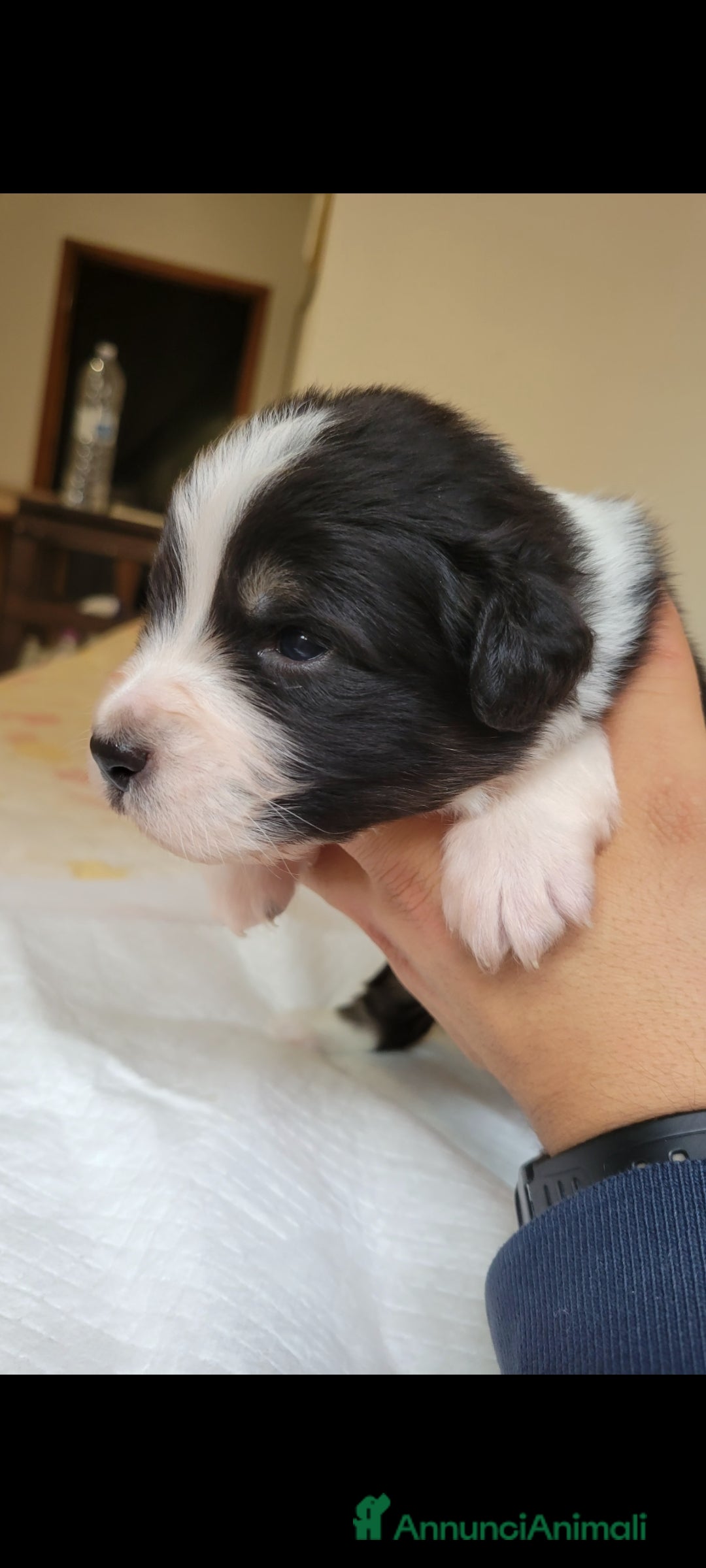 Australian Shepherd cani in vendita: Amorevoi Cuccioli Pastore Australiano (Aussi) - Annuncio 2