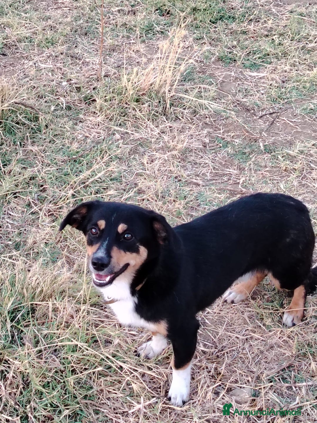 Meticcio cani in regalo: OSCAR 💙 -taglia piccola, buonissimo! Chiama!!🙏🏻 - Annuncio 10