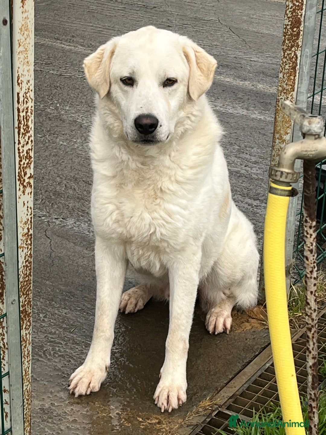 Meticcio cani in regalo: Il cane perfetto. Pastore maremmano. - Annuncio 5