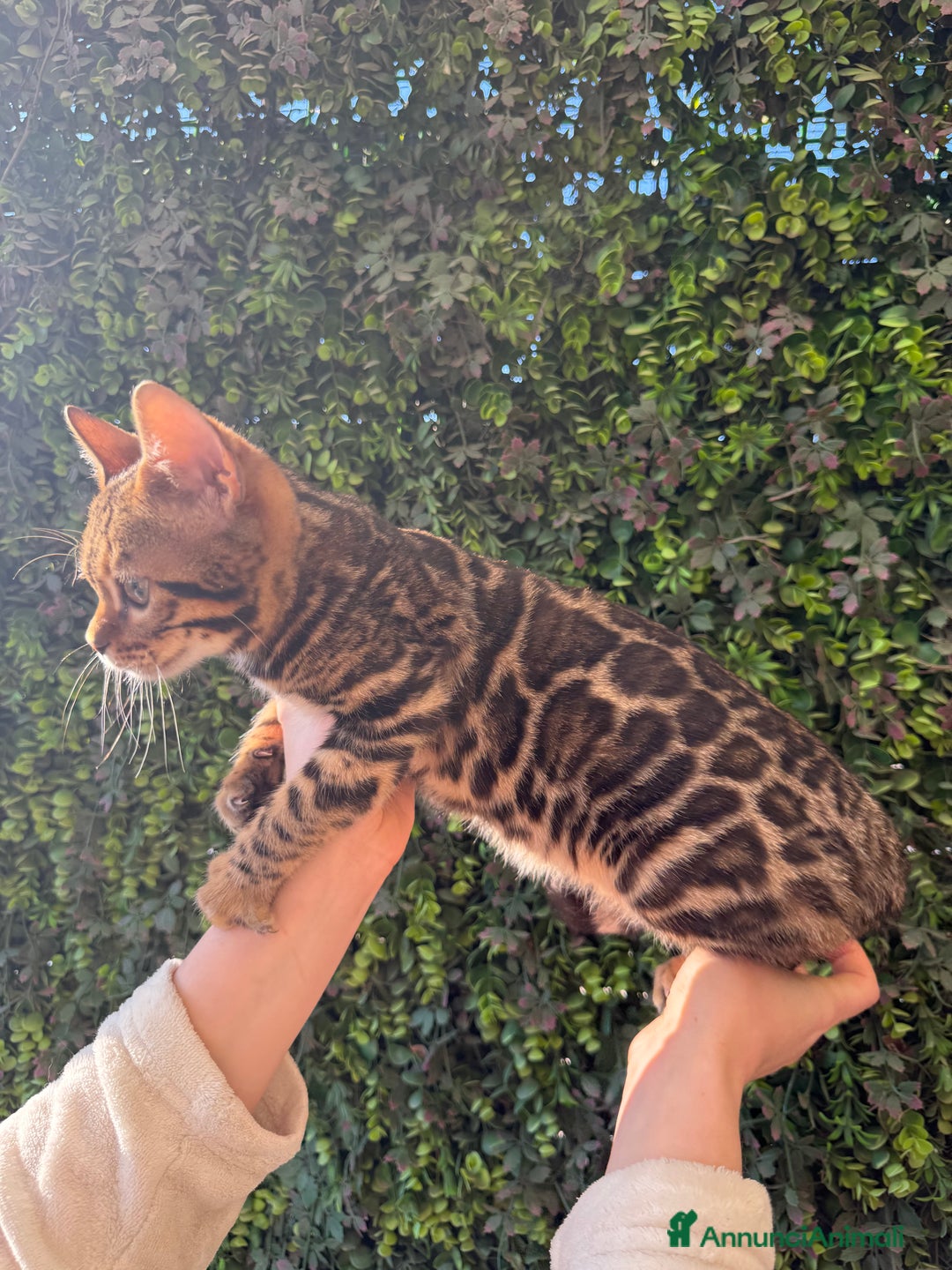 Bengala gatti in vendita: Gattina bengala brown spotted tabby  - Annuncio 11