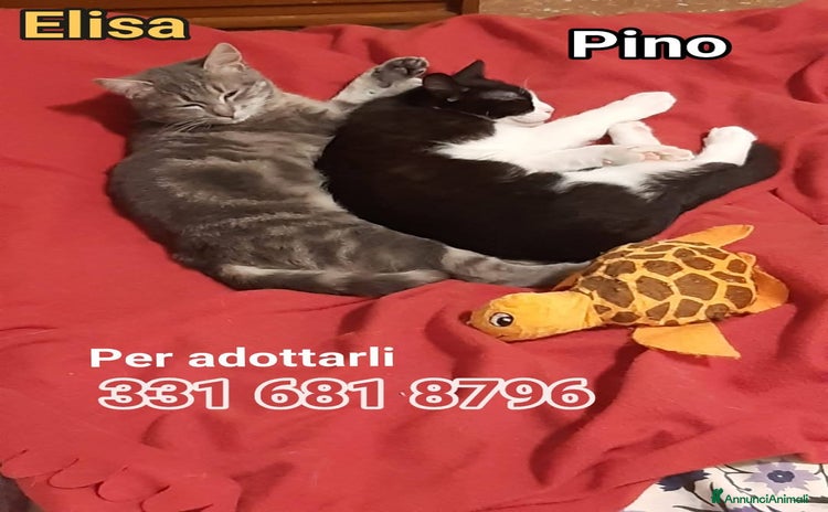 Europeo gatti - Annuncio 10