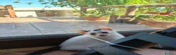 Meticcio gatti in regalo: Gattini adorabili  a Provincia di Caserta - Annuncio 3